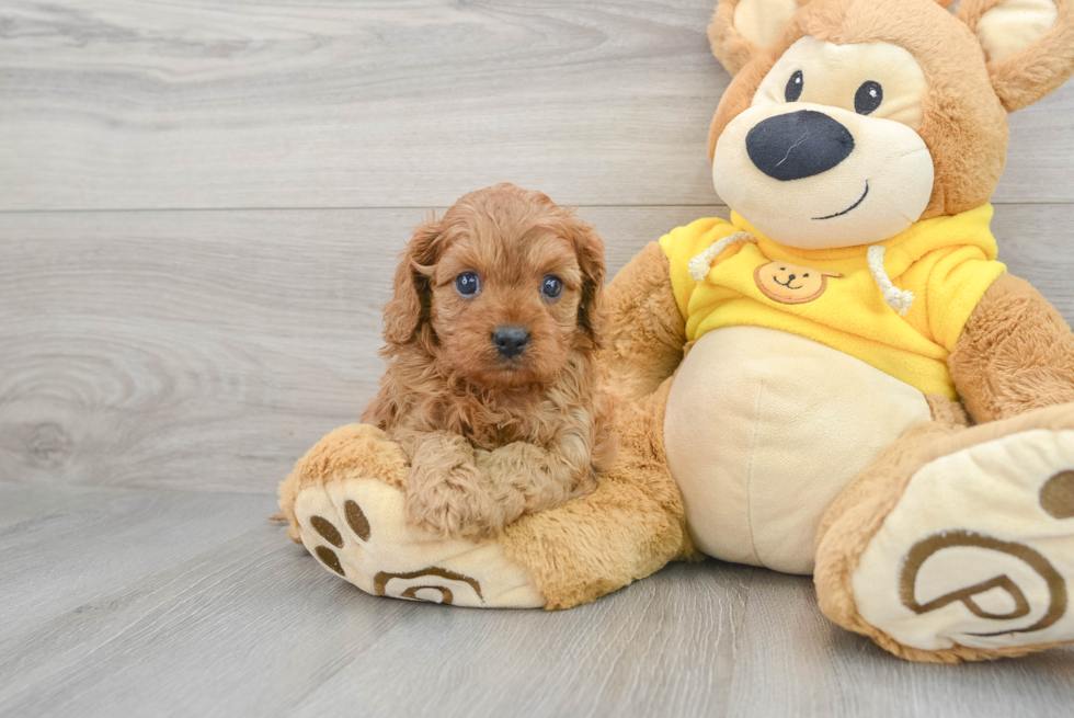 Hypoallergenic Cavoodle Poodle Mix Puppy