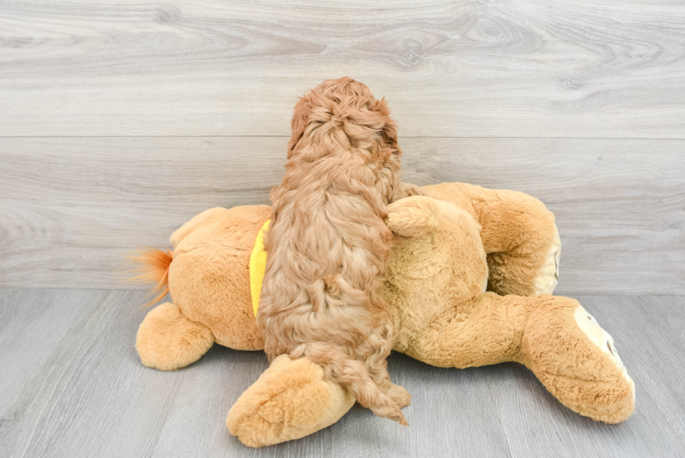 Cavapoo Pup Being Cute