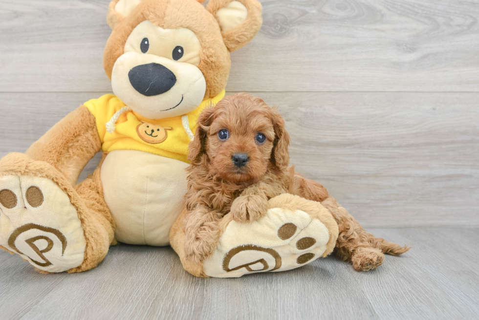 Cavapoo Pup Being Cute