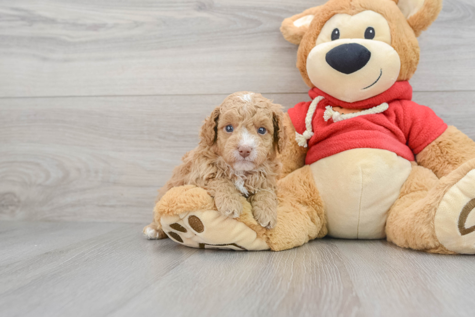 Small Cavapoo Baby