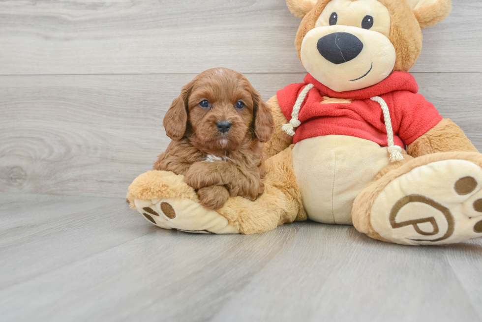 Cavapoo Pup Being Cute