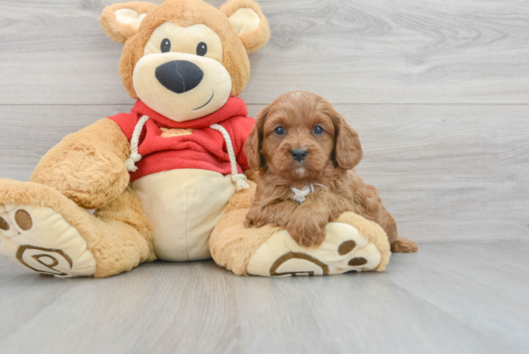 Little Cavoodle Poodle Mix Puppy