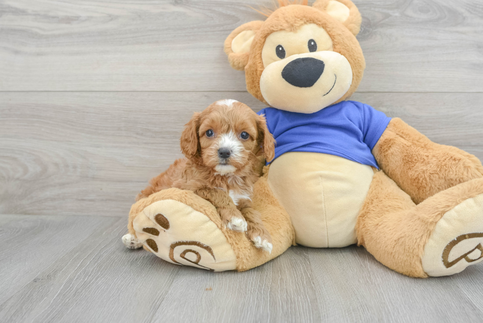 Cavapoo Puppy for Adoption