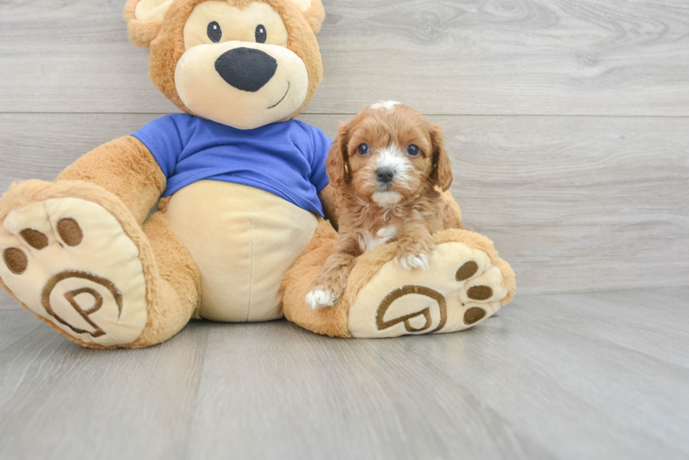 Funny Cavapoo Poodle Mix Pup