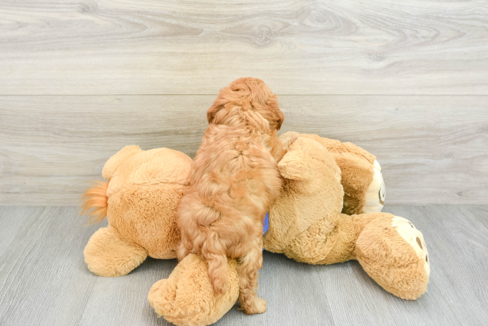 Playful Cavapoodle Poodle Mix Puppy