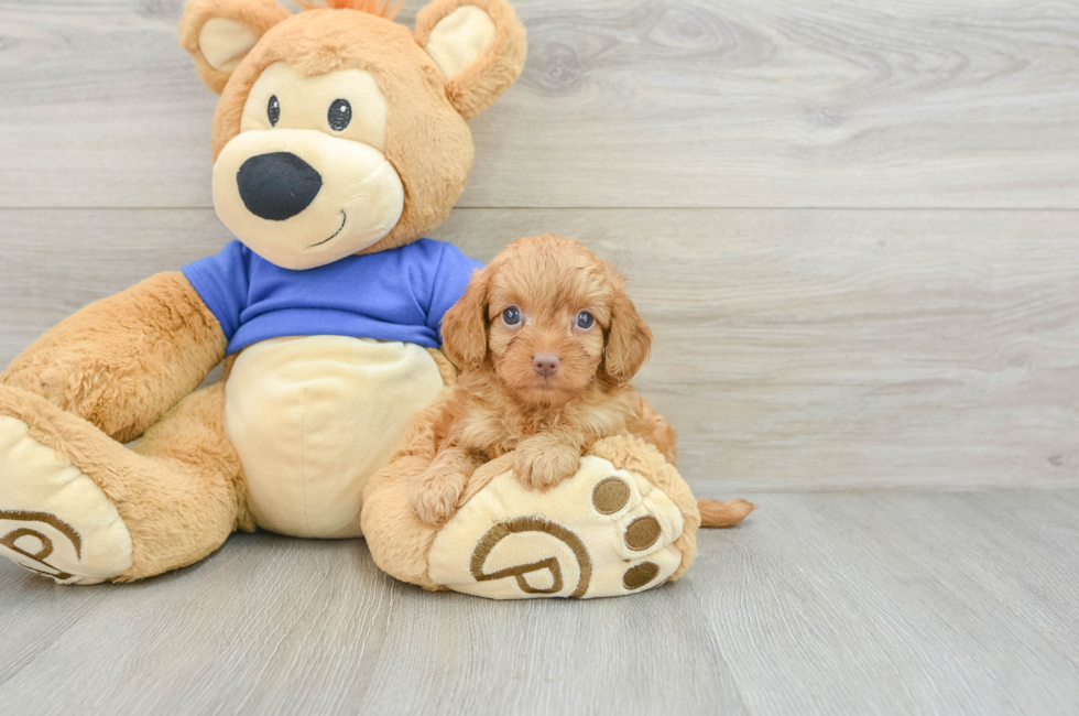 6 week old Cavapoo Puppy For Sale - Premier Pups