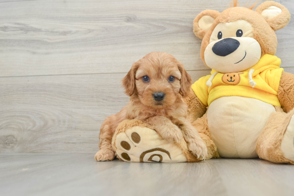 Cavapoo Pup Being Cute