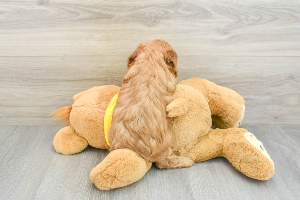 Adorable Cavalier King Charles Spaniel and Poodle Mix Poodle Mix Puppy