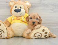 6 week old Cavapoo Puppy For Sale - Premier Pups