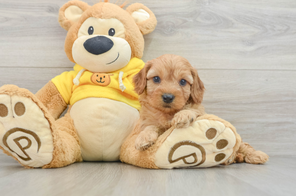 6 week old Cavapoo Puppy For Sale - Premier Pups