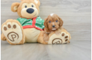 Popular Cavapoo Poodle Mix Pup