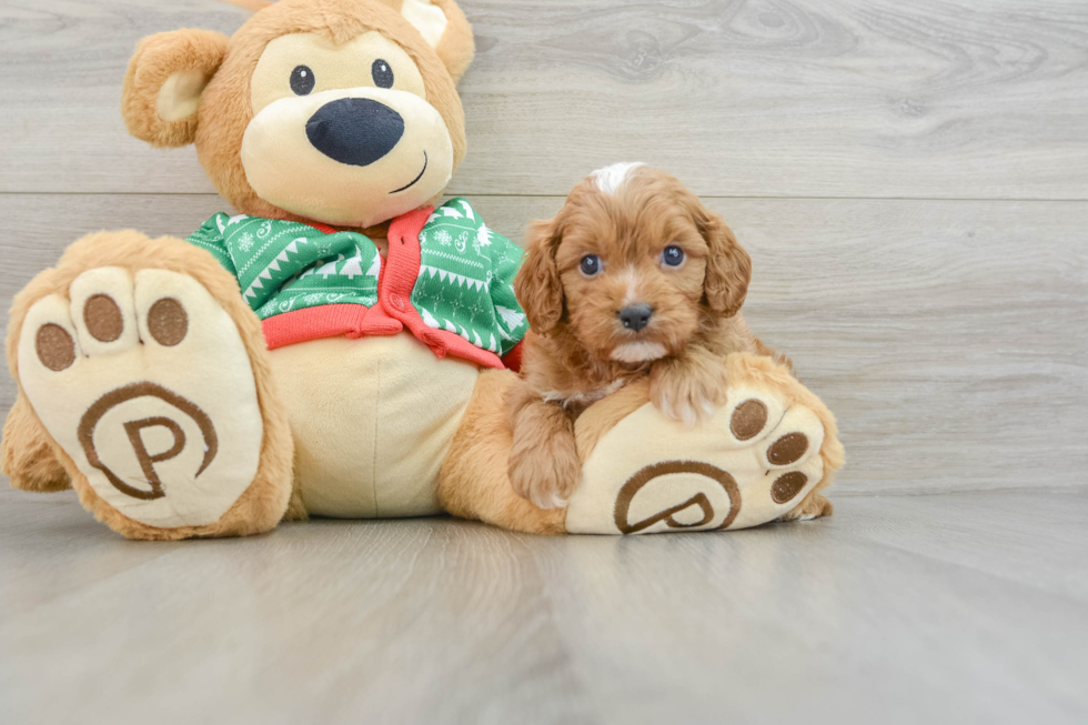 Popular Cavapoo Poodle Mix Pup