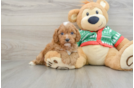 Energetic Cavoodle Poodle Mix Puppy