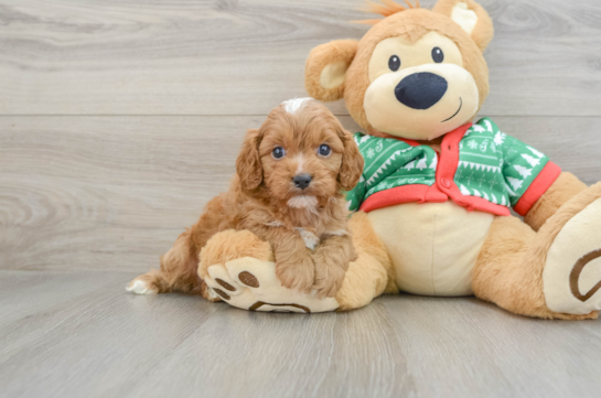 Energetic Cavoodle Poodle Mix Puppy