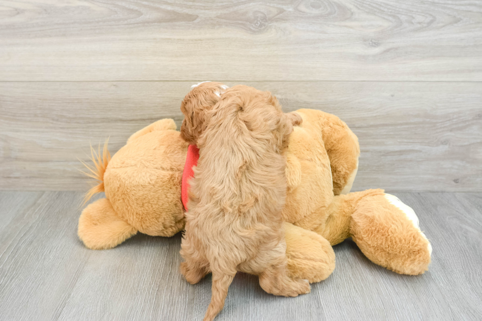 Energetic Cavoodle Poodle Mix Puppy