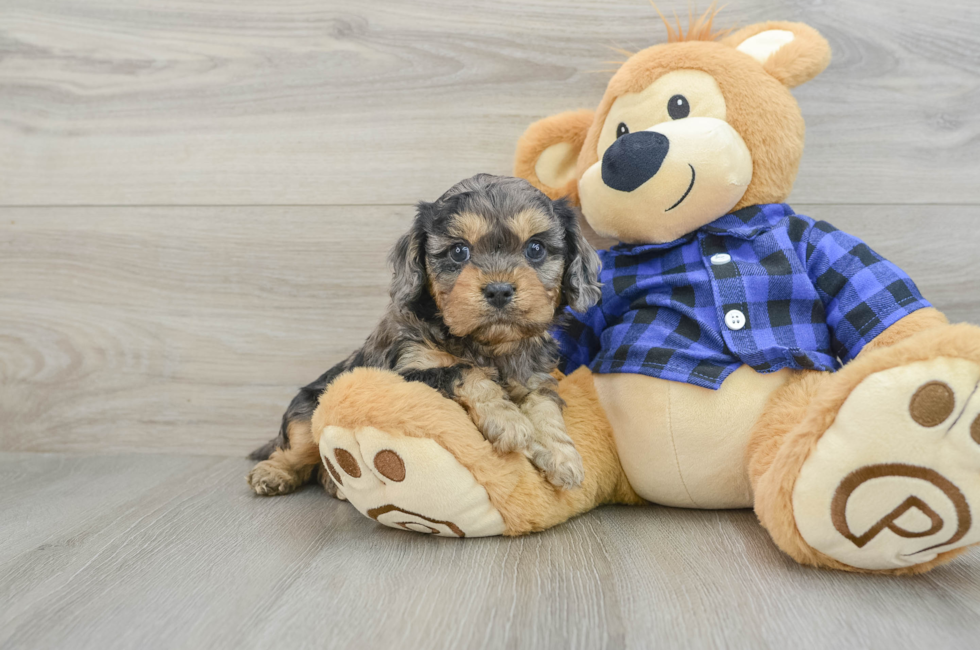 5 week old Cavapoo Puppy For Sale - Premier Pups