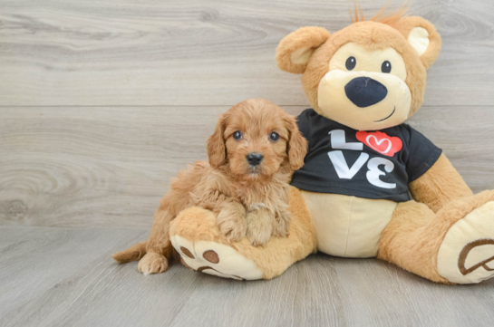 Cavapoo Pup Being Cute