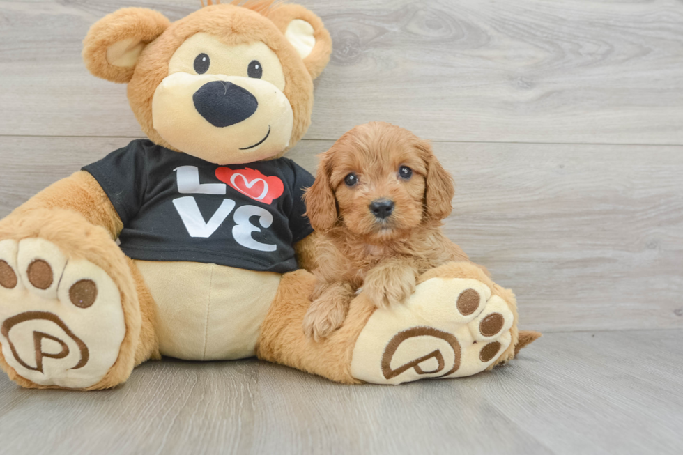 Little Cavipoo Poodle Mix Puppy