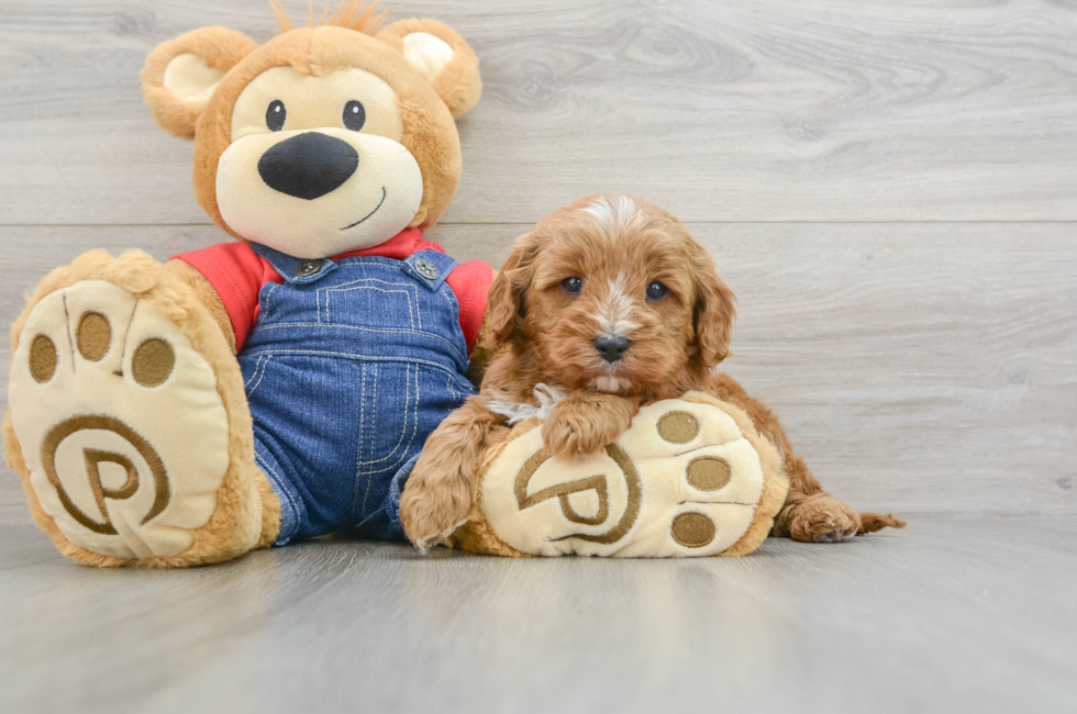 5 week old Cavapoo Puppy For Sale - Premier Pups