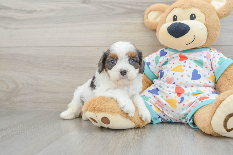 Meet Bodega - our Cavapoo Puppy Photo 1/3 - Premier Pups