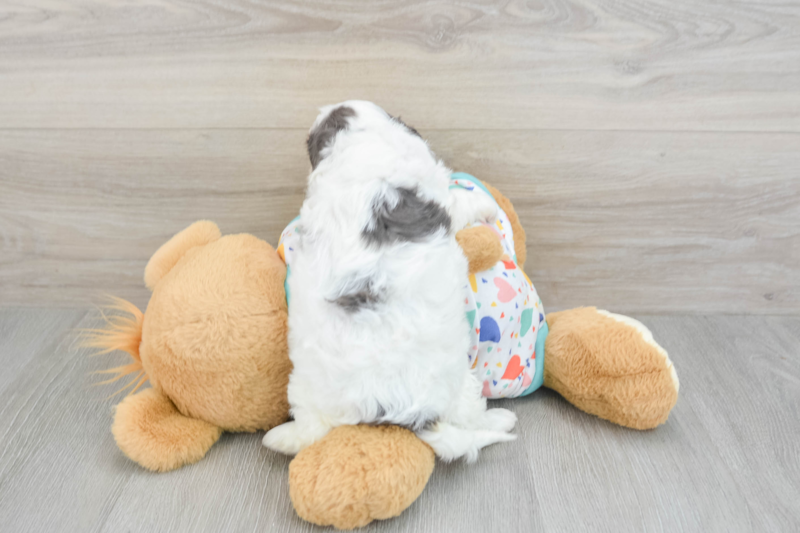 Meet Bodega - our Cavapoo Puppy Photo 2/3 - Premier Pups