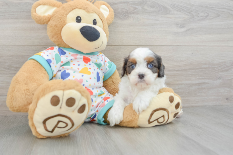 Meet Bodega - our Cavapoo Puppy Photo 3/3 - Premier Pups
