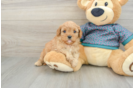 Cavapoo Pup Being Cute
