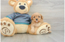 Cavapoo Puppy for Adoption
