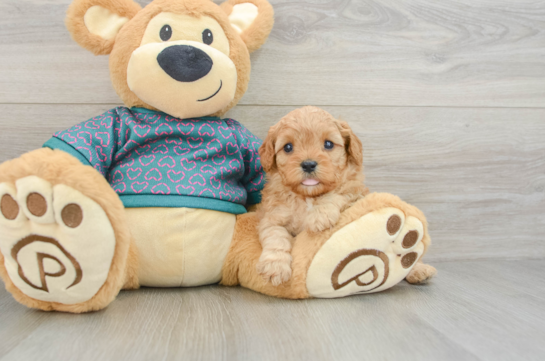 Cavapoo Puppy for Adoption