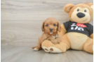 Best Cavapoo Baby