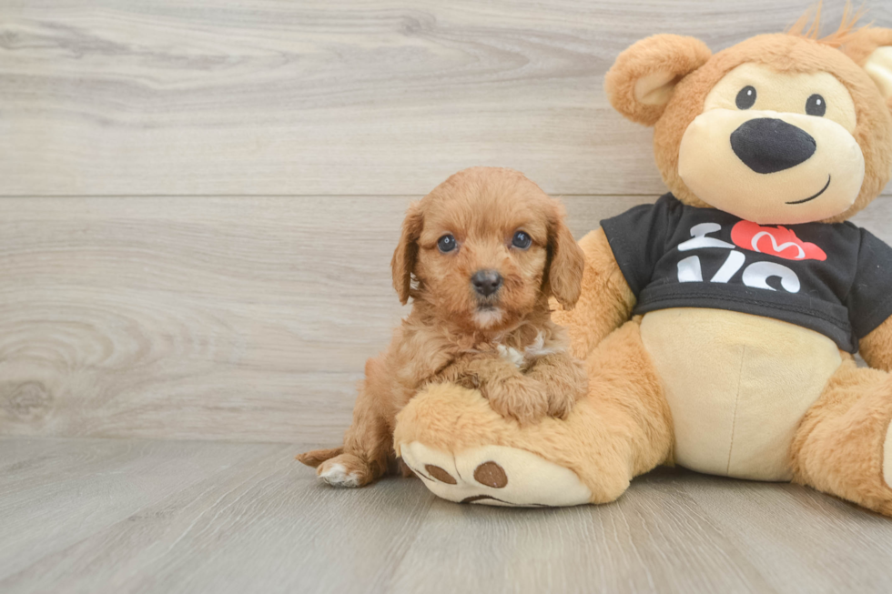 Best Cavapoo Baby