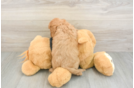 Best Cavapoo Baby
