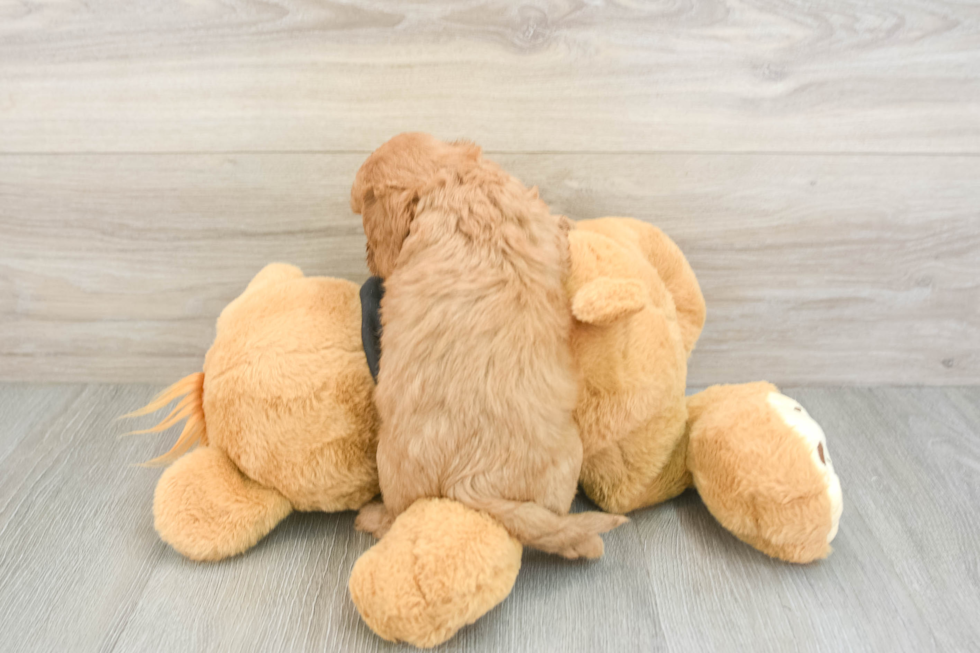 Best Cavapoo Baby