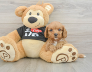 9 week old Cavapoo Puppy For Sale - Premier Pups