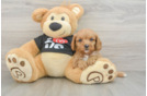 Little Cavipoo Poodle Mix Puppy