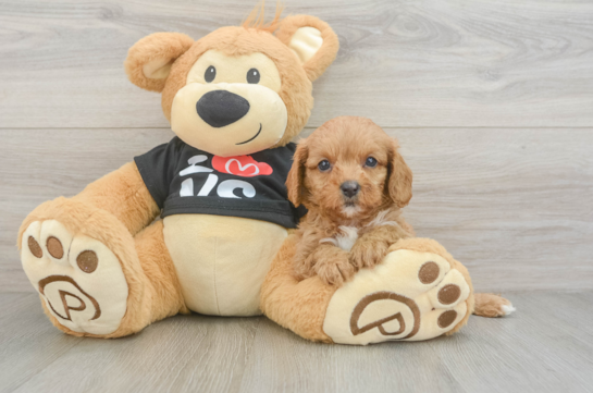 Little Cavipoo Poodle Mix Puppy