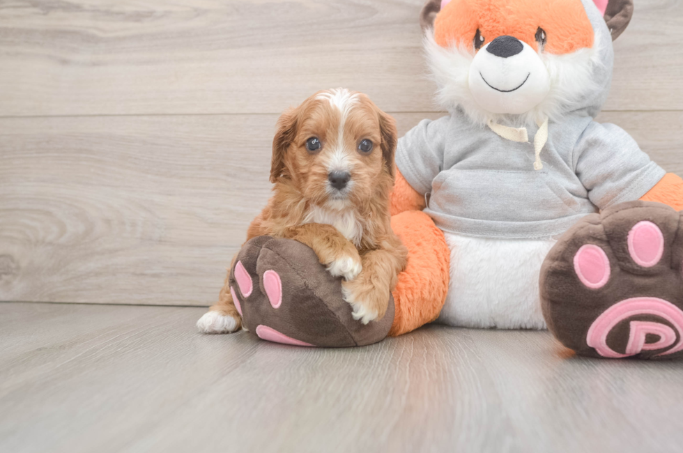 5 week old Cavapoo Puppy For Sale - Premier Pups