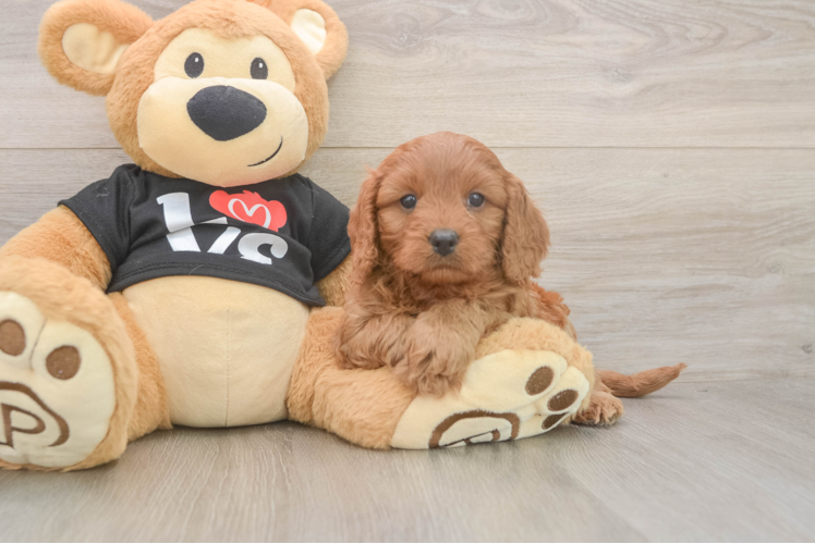 Cavapoo Pup Being Cute