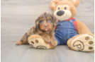Happy Cavapoo Baby