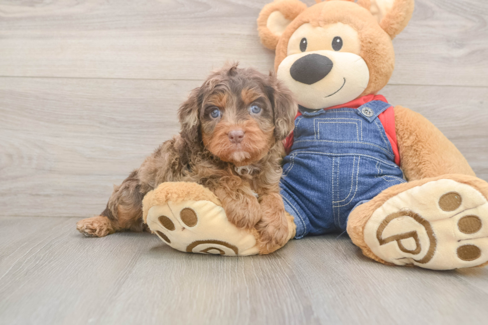 Happy Cavapoo Baby