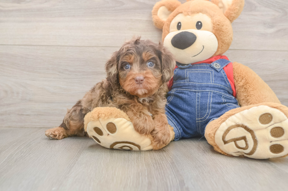 5 week old Cavapoo Puppy For Sale - Premier Pups