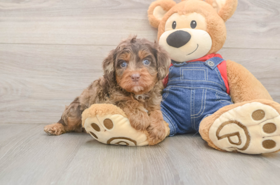 Happy Cavapoo Baby