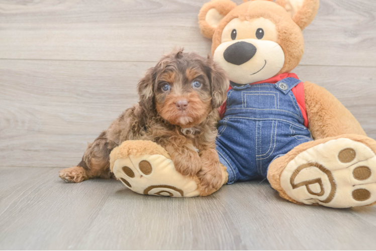 Meet Bodega - our Cavapoo Puppy Photo  1/3 - Premier Pups Happy Cavapoo Baby