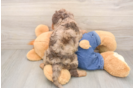 Little Cavipoo Poodle Mix Puppy
