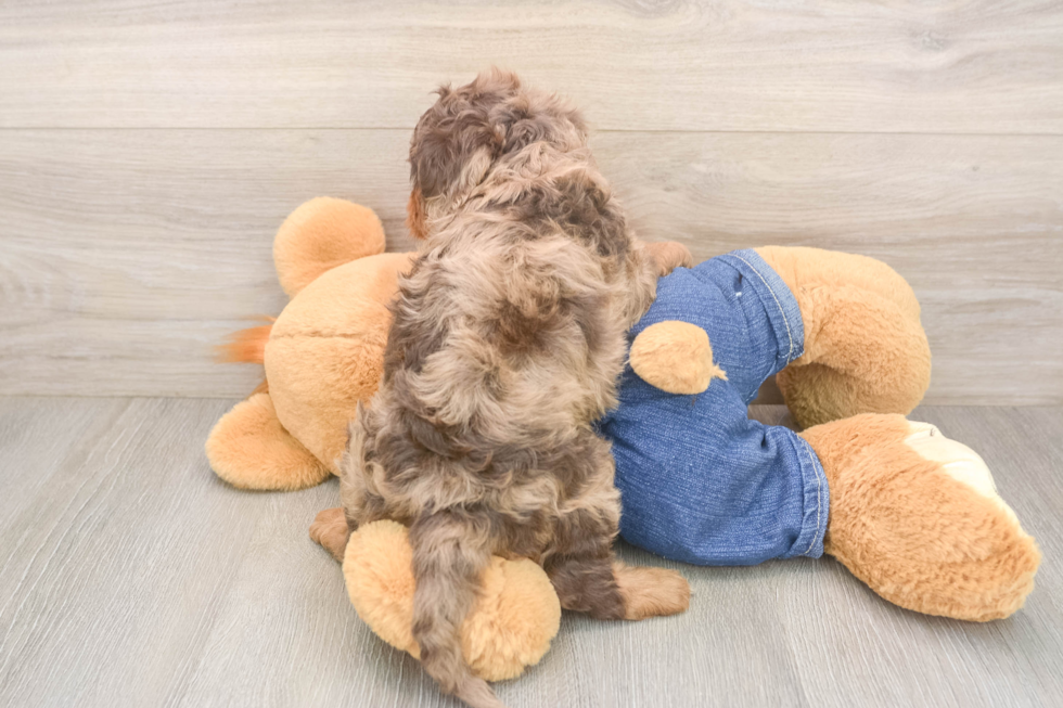 Little Cavipoo Poodle Mix Puppy
