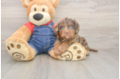 Cavapoo Pup Being Cute