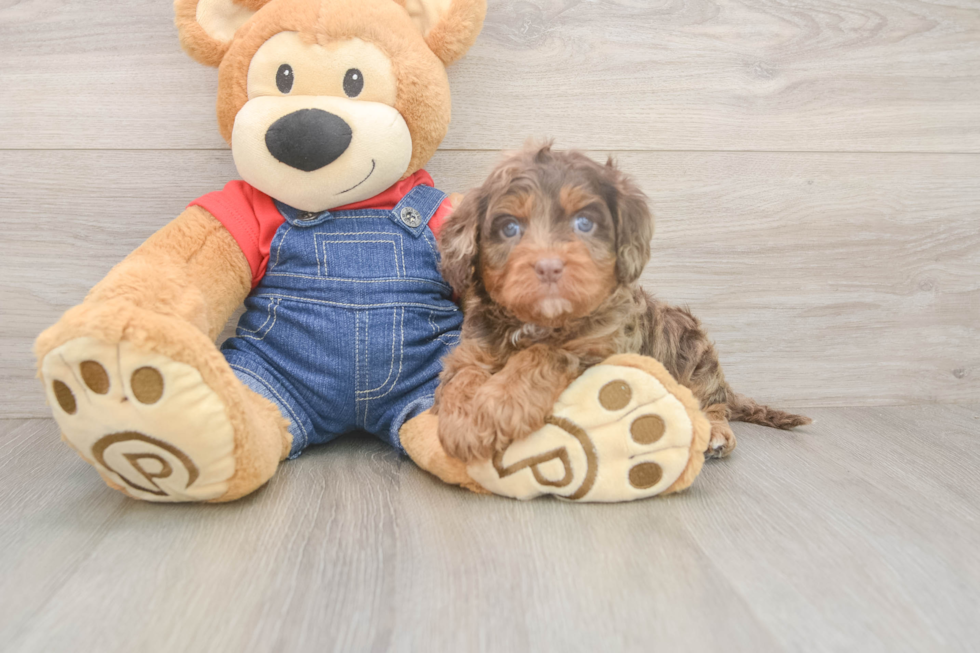 Cavapoo Pup Being Cute