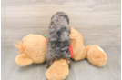 Cavapoo Puppy for Adoption