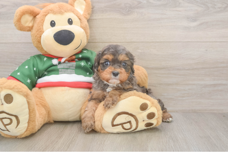 Cavapoo Pup Being Cute