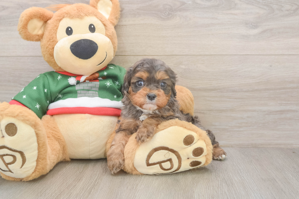Cavapoo Pup Being Cute
